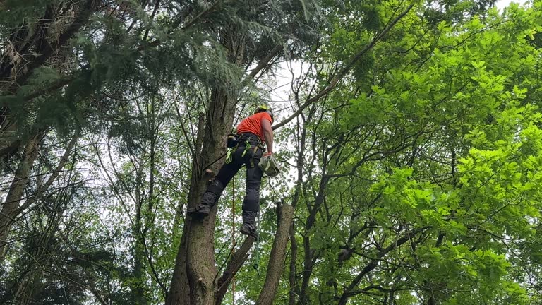 Why Choose Our Tree Removal Services in Watford City, ND?